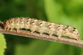 Attēlu rezultāti vaicājumam “Polia nebulosa”