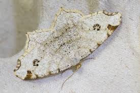 Attēlu rezultāti vaicājumam “Macaria notata”