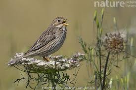 Image result for Emberiza calandra