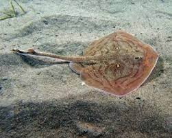 Image result for Leucoraja