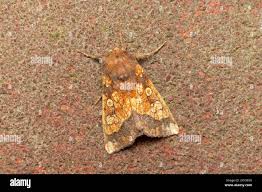 Attēlu rezultāti vaicājumam “Gortyna flavago”