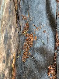 Attēlu rezultāti vaicājumam “Perichaena corticalis macro”