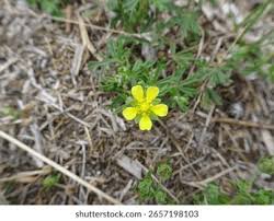 Attēlu rezultāti vaicājumam “Potentilla supina flower”