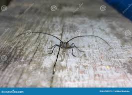 Attēlu rezultāti vaicājumam “Monochamus urussovi”