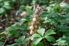 Attēlu rezultāti vaicājumam “Lathraea squamaria fruit”