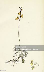 Attēlu rezultāti vaicājumam “Utricularia minor flower”