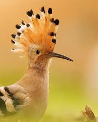 Attēlu rezultāti vaicājumam “Upupa epops adult”