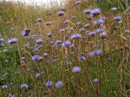 Attēlu rezultāti vaicājumam “Jasione montana”