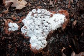 Attēlu rezultāti vaicājumam “Fuligo septica var. flava”