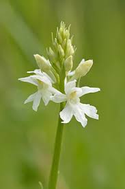 Attēlu rezultāti vaicājumam “Dactylorhiza fuchsii flower”