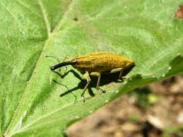 Attēlu rezultāti vaicājumam “Lixus iridis”