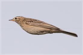 Image result for Anthus godlewskii