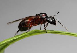 Attēlu rezultāti vaicājumam “Enteridium corticatum”