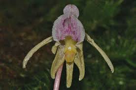 Attēlu rezultāti vaicājumam “Epipogium aphyllum”