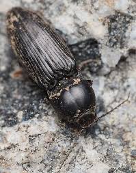 Attēlu rezultāti vaicājumam “Elateridae”