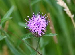 Image result for Centaurea nigra
