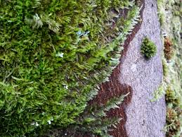 Attēlu rezultāti vaicājumam “Homalothecium sericeum”