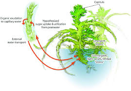 Attēlu rezultāti vaicājumam “Sphagnum angustifolium sporophyte”