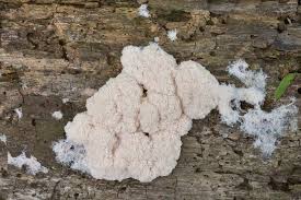 Attēlu rezultāti vaicājumam “Fuligo cinerea spores”