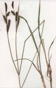 Attēlu rezultāti vaicājumam “Carex acutiformis flower”