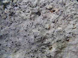 Attēlu rezultāti vaicājumam “Trapelia coarctata”