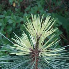 Attēlu rezultāti vaicājumam “Pinus nigra fruit”