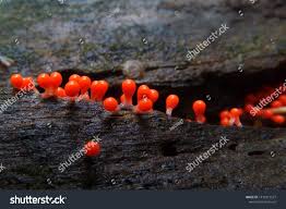 Attēlu rezultāti vaicājumam “Trichia decipiens”