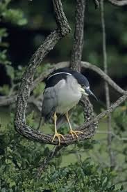 Attēlu rezultāti vaicājumam “Nycticorax nycticorax”