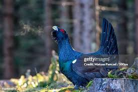 Attēlu rezultāti vaicājumam “Tetrao urogallus male”