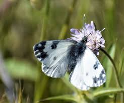 Attēlu rezultāti vaicājumam “Pontia edusa underside”