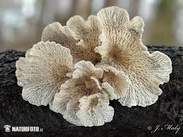 Attēlu rezultāti vaicājumam “Plicaturopsis crispa”