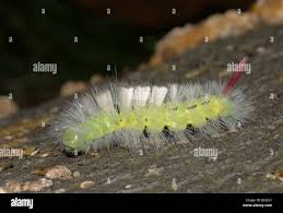 Attēlu rezultāti vaicājumam “Calliteara pudibunda larva”