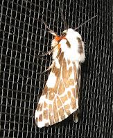 Attēlu rezultāti vaicājumam “Spilosoma sp.”
