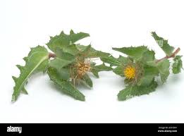 Image result for Cnicus benedictus