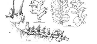 Attēlu rezultāti vaicājumam “Leiocolea rutheana cells”