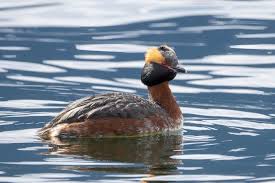 Image result for Podiceps auritus