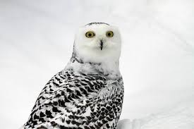 Image result for Bubo scandiacus