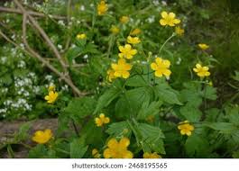 Attēlu rezultāti vaicājumam “Ranunculus lanuginosus bud”