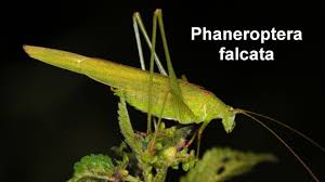 Attēlu rezultāti vaicājumam “Phaneroptera falcata”