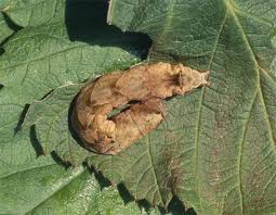 Attēlu rezultāti vaicājumam “Thyatira batis larva”