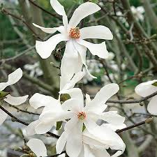 Attēlu rezultāti vaicājumam “Magnolia x loebneri flower”