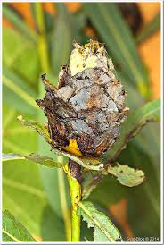 Attēlu rezultāti vaicājumam “Rhabdophaga rosaria”