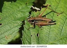 Attēlu rezultāti vaicājumam “Metrioptera roeselii”