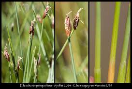 Attēlu rezultāti vaicājumam “Eleocharis quinqueflora”