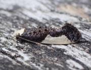 Attēlu rezultāti vaicājumam “Monopis monachella”