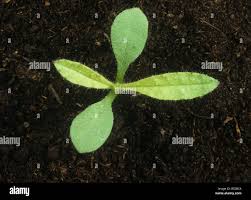 Attēlu rezultāti vaicājumam “Anchusa arvensis leaf”