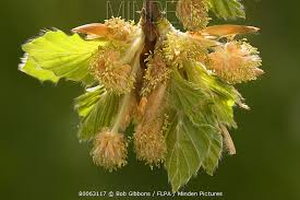Attēlu rezultāti vaicājumam “Fagus sylvatica flower”