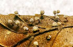 Attēlu rezultāti vaicājumam “Craterium aureonucleatum”