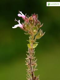 Attēlu rezultāti vaicājumam “Thymus pulegioides fruit”