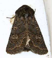 Attēlu rezultāti vaicājumam “Tholera cespitis”